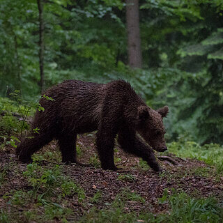 Notranjska - Juvenile brown bear